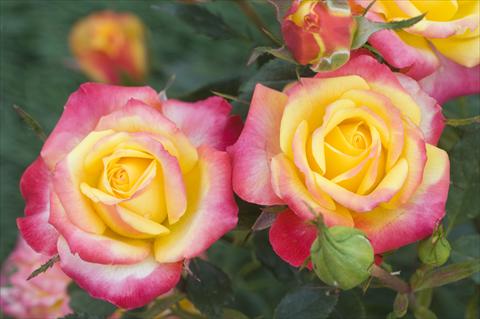 photo of flower to be used as: Bedding / border plant Rosa floribunda Flame Meillandina®