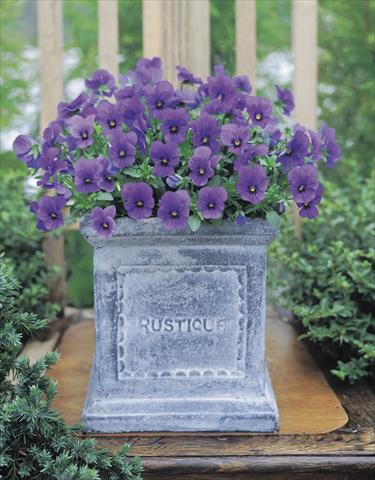 photo of flower to be used as: Bedding / border plant Viola cornuta Gem Sapphire F1