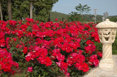 photo of flower to be used as: Pot and bedding Rosa paesaggistica Knock Out©