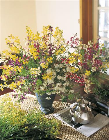 photo of flower to be used as: Cutflower Linaria maroccana Lace series