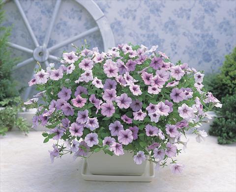 Foto fiore da  Basket o vaso Petunia x hybrida Opera Supreme F1