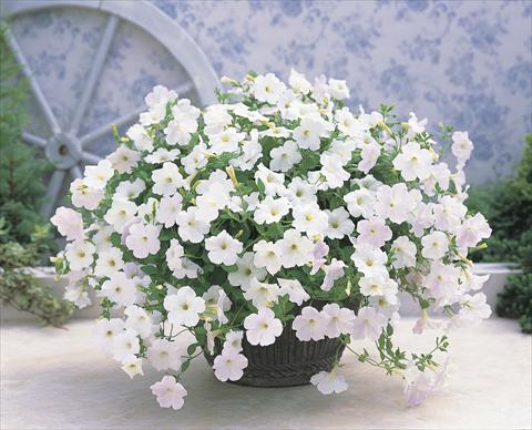 Foto fiore da  Basket o vaso Petunia x hybrida Opera Supreme F1