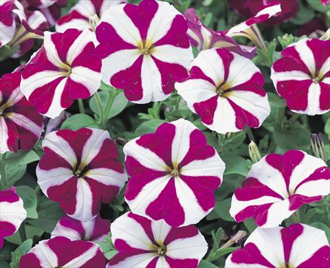 Foto fiore da  Aiuola e/o bordura Petunia x hybrida Symphony Burgundy Star F1