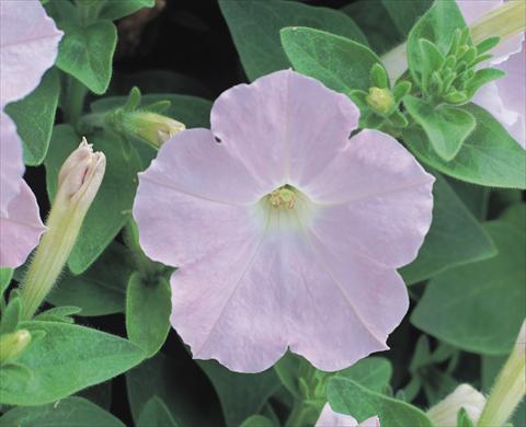 Foto fiore da  Aiuola e/o bordura Petunia x hybrida Symphony Chiffon F1