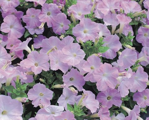 Foto fiore da  Aiuola e/o bordura Petunia x hybrida Symphony Lavender Pink F1