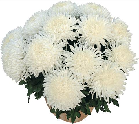 Foto fiore da  Vaso Chrysanthemum Pikneige Blanc