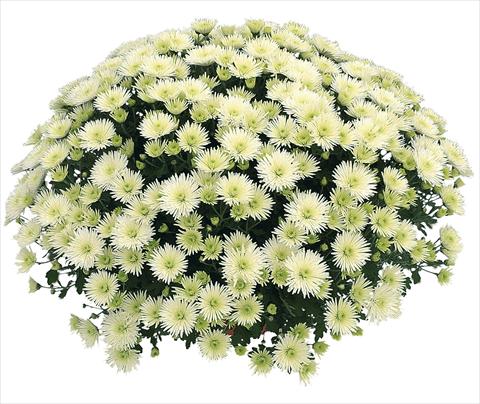 Foto fiore da  Vaso Chrysanthemum Vinci Blanc