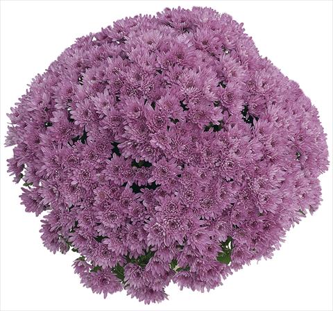 Foto fiore da  Vaso Chrysanthemum Yahou Prune