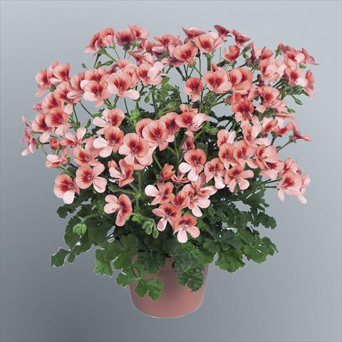 Foto fiore da  Vaso Pelargonium grandiflorum pac® Angeleyes® Orange