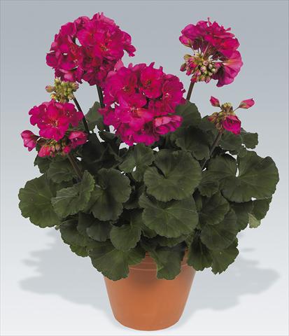 Foto fiore da  Vaso, aiuola, balcone Pelargonium zonale pac® Neona