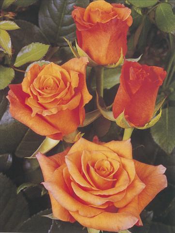 photo of flower to be used as: Cutflower Rosa Tea Milva