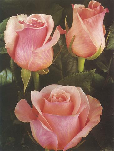 photo of flower to be used as: Cutflower Rosa Tea Romance
