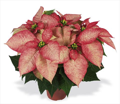 photo of flower to be used as: Pot Poinsettia - Euphorbia pulcherrima RED FOX Premium Picasso
