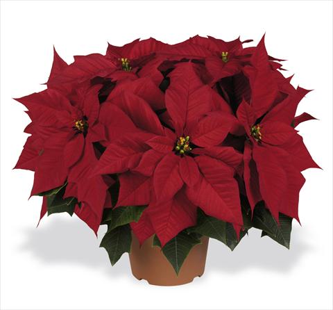 Foto fiore da  Vaso Poinsettia - Euphorbia pulcherrima RED FOX Champion Red