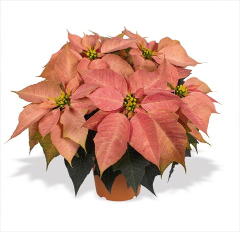 Foto fiore da  Basket o vaso Poinsettia - Euphorbia pulcherrima RED FOX Marco Polo