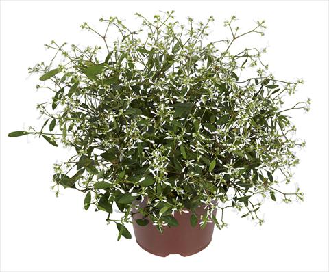 Foto fiore da  Vaso, aiuola, balcone, basket Chameasyce hypericifolia RED FOX Silver Fog