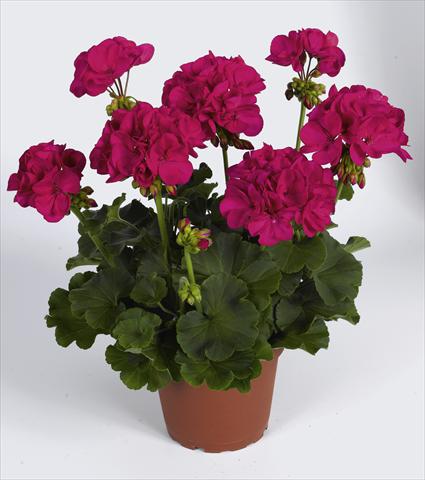 photo of flower to be used as: Pot, bedding, patio Pelargonium zonale RED FOX Survivor Fuchsia
