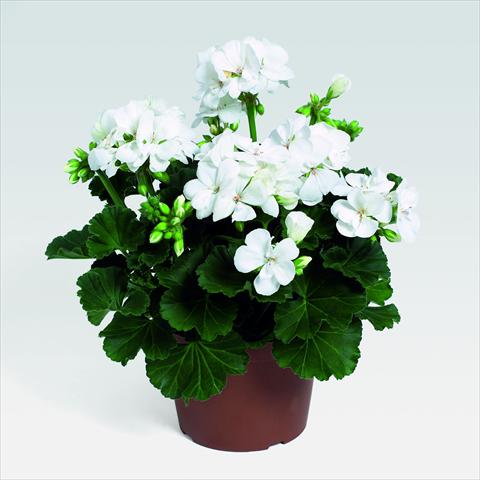 Foto fiore da  Vaso, aiuola, balcone Pelargonium zonale RED FOX Savannah White