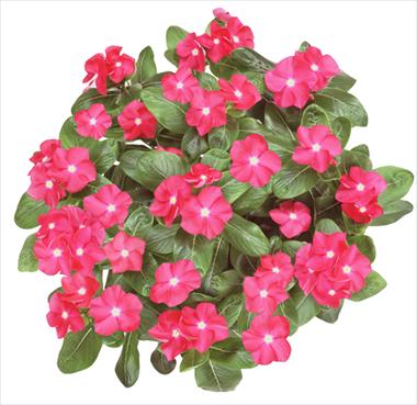 Foto fiore da  Basket o vaso Catharanthus roseus - Vinca Galaxy® Cherry