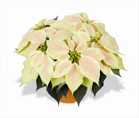 Foto fiore da  Basket o vaso Poinsettia - Euphorbia pulcherrima RED FOX Infinity Marble