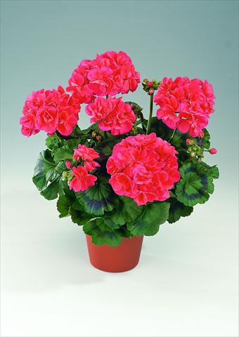 Foto fiore da  Vaso, aiuola, balcone Pelargonium zonale RED FOX Savannah Coral