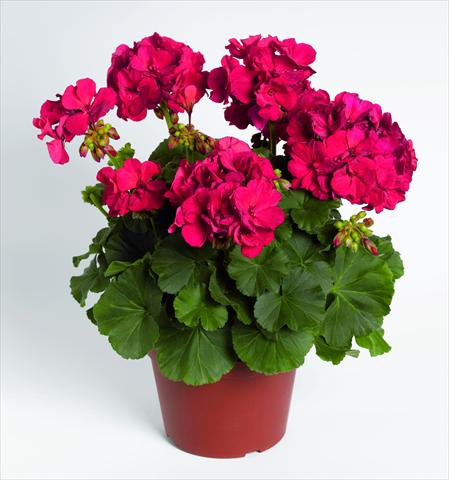 Foto fiore da  Vaso Pelargonium zonale RED FOX Savannah Dark Red