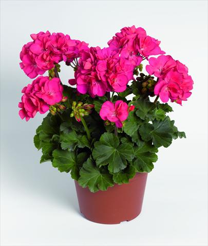 Foto fiore da  Vaso, aiuola, balcone Pelargonium zonale RED FOX Savannah Punch