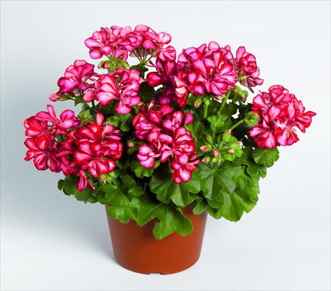 Foto fiore da  Basket o vaso Pelargonium peltatum RED FOX Pacific Red Star