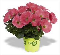 RED FOX Potunia® Lobster