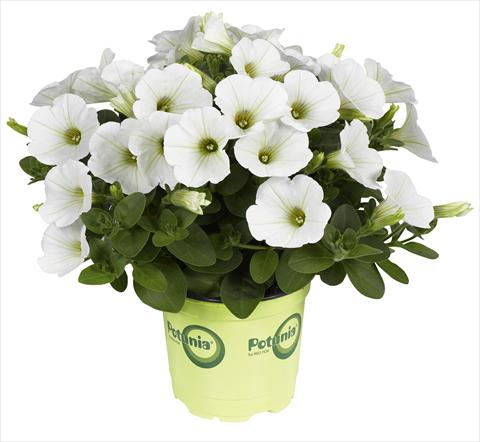 Foto fiore da  Vaso, aiuola, balcone Petunia RED FOX Potunia® Piccola White