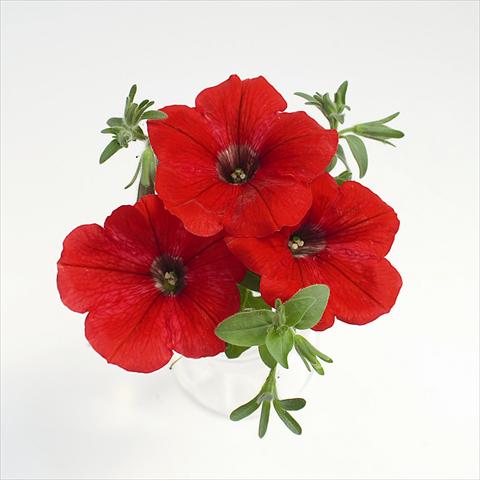 photo of flower to be used as: Basket / Pot Petunia x hybrida RED FOX Surprise Red