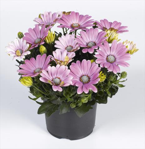 Foto fiore da  Vaso e aiola Osteospermum RED FOX Summertime® Soft Pink