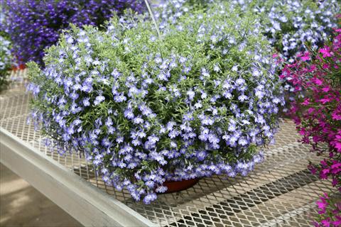 photo of flower to be used as: Pot, bedding, patio, basket Lobelia hybrida Hot Tiger Eyes