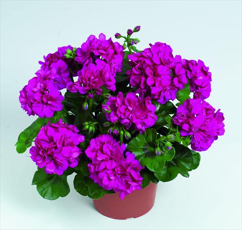 Foto fiore da  Basket o vaso Pelargonium peltatum RED FOX Pacific Violet