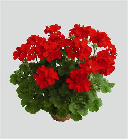 Foto fiore da  Basket o vaso Pelargonium interspec. RED FOX Schöne von Rheinberg