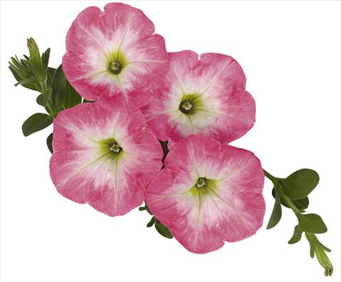 Foto fiore da  Basket o vaso Petunia x hybrida RED FOX Sweetunia® Strawberry Morning