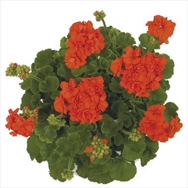 Foto fiore da  Basket o vaso Pelargonium zonale Giano