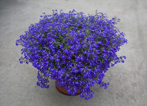 Foto fiore da  Vaso, aiuola, balcone, basket Lobelia hybrida Hot Blue