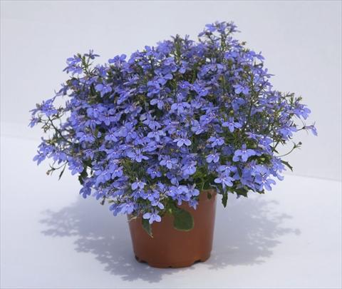 Foto fiore da  Vaso, aiuola, balcone, basket Lobelia hybrida Hot Waterblue