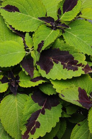 Foto fiore da  Vaso e aiola Coleus Chocolate Splash