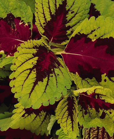 Foto fiore da  Vaso e aiola Coleus Kong Rose