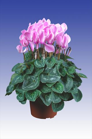 Foto fiore da  Vaso Cyclamen persicum Super Serie® Allure® F1 Neon Flamed