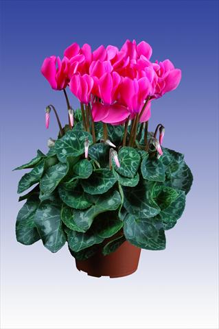 Foto fiore da  Vaso Cyclamen persicum Super Serie® Allure® F1 Neon Pink