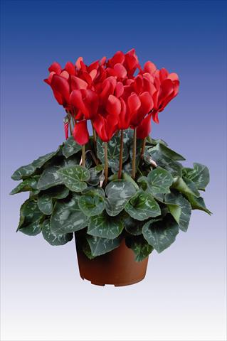 Foto fiore da  Vaso Cyclamen persicum Super Serie® Allure® F1 Red