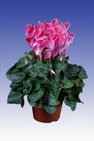 Foto fiore da  Vaso Cyclamen persicum Super Serie® Allure® F1 Wine Red Flamed