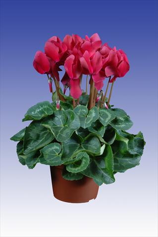 Foto fiore da  Vaso Cyclamen persicum Super Serie® Allure® F1 Wine Red