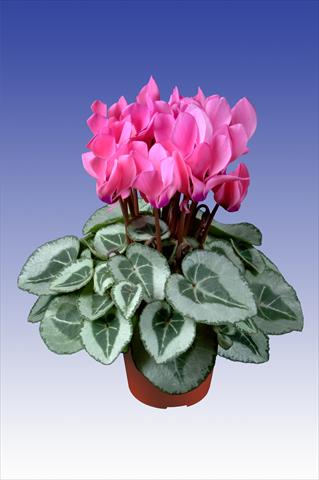 Foto fiore da  Vaso Cyclamen persicum Super Serie® Da Vinci® F1 Neon Pink