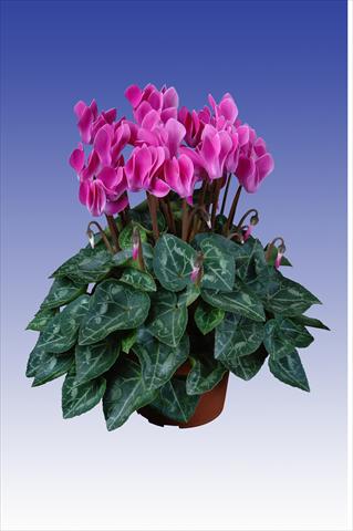 Foto fiore da  Vaso Cyclamen persicum Super Serie® Original® F1 Violet Flamed