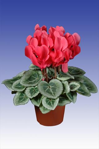 Foto fiore da  Vaso Cyclamen persicum Super Serie® Picasso® F1 Dark Salmon Pink