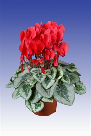 Foto fiore da  Vaso Cyclamen persicum Super Serie® Picasso® F1 Red